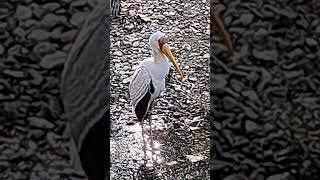 YELLOW BILLED STORK KANSAS CITY ZOO [upl. by Lala]