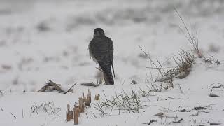 Drzemlik i Myszołów włochaty 🔅 Falco columbarius Buteo lagopus [upl. by Hebel153]