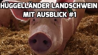 Hügelländer Landschwein mit Ausblick 1 [upl. by Kciv]