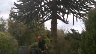 Tree Surgeon in Atherton  Scott Davies Tree Surgery [upl. by Adnarem]