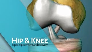 The Anterior Cruciate Ligament What is it amp what does it do  ACL Surgery [upl. by Brouwer527]