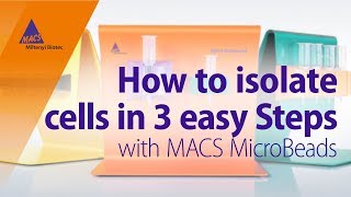 How to Isolate Cells in 3 Easy Steps using MACS MicroBeads [upl. by Erdnua]