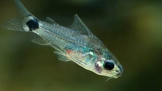 Corydoras hastatus Tail Spot Cory Dwarf Corydoras [upl. by Pacifica]