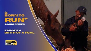 BORN TO RUN EPISODE 4 BIRTH OF A FOAL [upl. by Loretta]