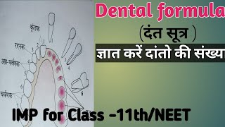 Dental Formula दंत सूत्र  ज्ञात करें दांतों की संख्या How calculate tooths in mouthBiologyExtra [upl. by Seafowl]