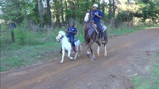 Little White Shetland Pony on a Trail Ride in Texas LiL Big Block [upl. by Kassaraba]