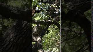 Green Anole Leaping from Tree [upl. by Sobmalarah]