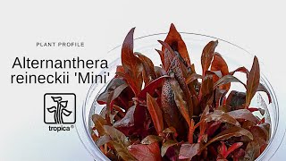 Alternanthera reineckii Mini [upl. by Aziar]