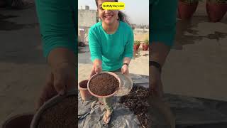 Soil mix recipe for monsoon vegetables and houseplants organicgardening [upl. by Bowra724]