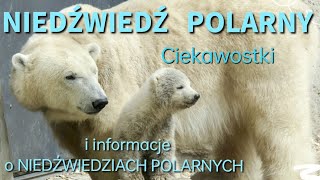 NIEDŹWIEDŹ POLARNY CIEKAWOSTKI O NIEDŹWIEDZIACH POLARNYCH Film edukacyjny Dzień Niedźwiedzia [upl. by Treborsemaj490]