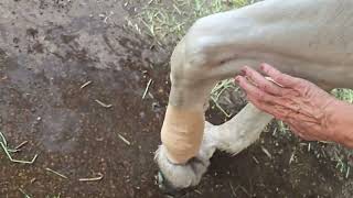 Play day with my Percheron horse Julie [upl. by Adnhoj]