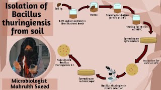 Isolation of Bacillus thuringiensis from soil samples  Basic Microbiology Techniques  Lab Skills [upl. by Heck130]