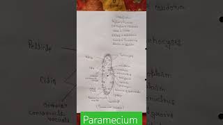 Paramecium classification [upl. by Ynnep]