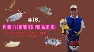 Porcellionides pruinosus taxonomy color morphs care and tips for a successful culture and uses [upl. by Ibed]