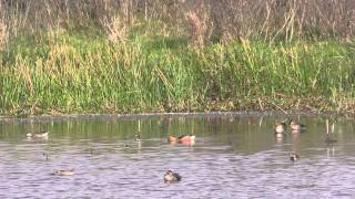 Fulvous Whistling Duck [upl. by Teufert]