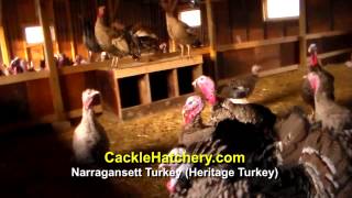 Narragansett Turkey Heritage Turkey Breed Breeder Flock [upl. by Tterraj]