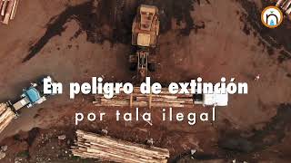 Palo de rosa en peligro de extinción por tala ilegal [upl. by Maurita967]