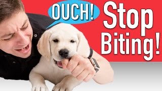 How to Train your Puppy to Stop Biting [upl. by Nicholl67]