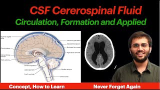 CSF Circulation  Physiology  Formation Properties Hydrocephalus CNS Physiology  Neuroanatomy [upl. by Adnalay405]