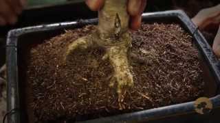 Bonsai Repotting  Bonsai Trees for Beginners Series 04 [upl. by Oknuj77]