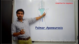 Anatomy of Palmar aponeurosis  Simplified for beginners [upl. by Corena122]