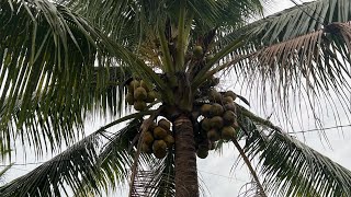 Coconut 🌲🌳🌴 [upl. by Conney]