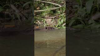 Release day  Wyre Forest Beavers [upl. by Avram562]