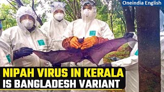 Nipah Bat virus deadlier than Covid kills two in Indian state of Kerala  Gravitas [upl. by Fortune]