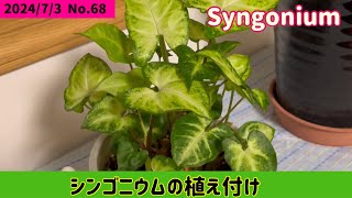 【観葉植物】シンゴニウムを植え付けました❣️￼生育旺盛な美しい葉っぱの子☘️￼ [upl. by Mendelson410]