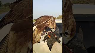 Female Laggar Falcon 2023 birds falconry vlog [upl. by Chobot638]