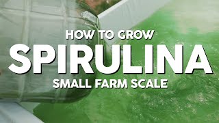 How to Grow Spirulina  Small Farm Scale Mini Doc pt1 [upl. by Asilat]