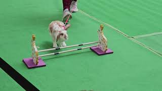 Rabbit Show Jumping Competition [upl. by Ferna]