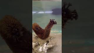 Spawning behavior  Holothuria cinerascens in Aquarium [upl. by Veriee]