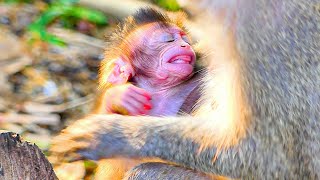 Why Mom corrects baby SIPPOs behavior again amp again while Sippo struggles to grab milk a few time [upl. by Nnyleuqcaj]