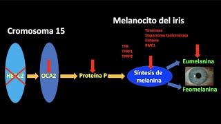 Origen de los ojos azules [upl. by Taub]