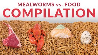 HUGE Mealworms vs Food Compilation [upl. by Azeret907]