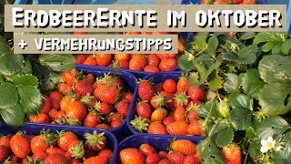 Erdbeeren bis in den Oktober ernten  Erdbeeren anbauen und vermehren [upl. by Meier]