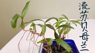 Coelogyne fimbriata 流苏贝母兰 [upl. by Gefell]