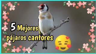 Pájaros cantando  Mejores Pájaros cantores en el Bosque [upl. by Attezi]