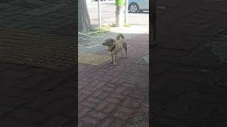 Dog in the sidewalk [upl. by Oilejor]