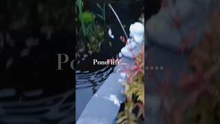 just your average koi pondkoi koipond fish diy aquascape [upl. by Ahsinrats438]