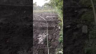 Onion Seed Sowing Broadcast Seeds  Row Planting Drip irrigation a nobrainer for onion growers [upl. by Merce]