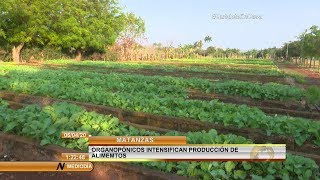 Producir alimentos máxima de Matanzas en tiempos de COVID 19 [upl. by Wootan]