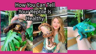 Is Your Reptile Healthy [upl. by Peters]