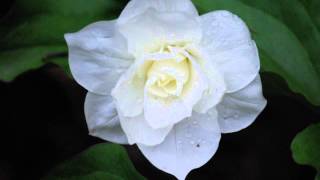 Trillium grandiflorum with Dan Jaffe [upl. by Showker658]