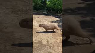 The Secret Life of Capybaras in the Wild [upl. by Stutman]