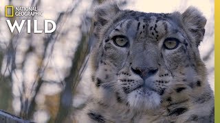 Snow Leopards 101  Nat Geo Wild [upl. by Llerehs]