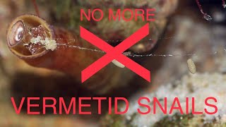 How to eliminate VERMETID SNAILS [upl. by Euqinahc]