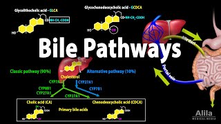 Bile Pathways and the Enterohepatic Circulation Animation [upl. by Carissa487]