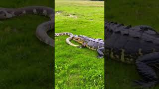 Crocodiles joke with snake tail animals [upl. by Gamal842]